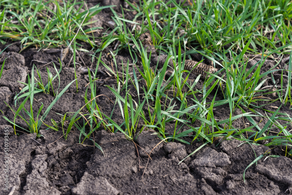 Cracked earth soil as a texture background. Top view. Cracked earth soil as a texture background. Top view.