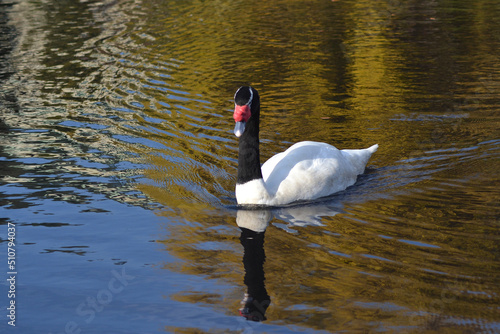 swan in the lagoon of the university of Concepcion, Chile