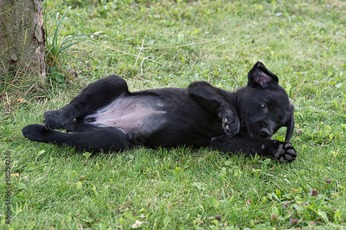 Liegender schwarzer Labrador Welpe auf der Wiese