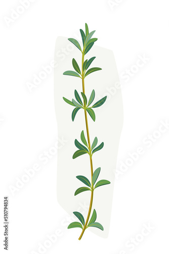 Branch of thyme. Vector colorful illustration.