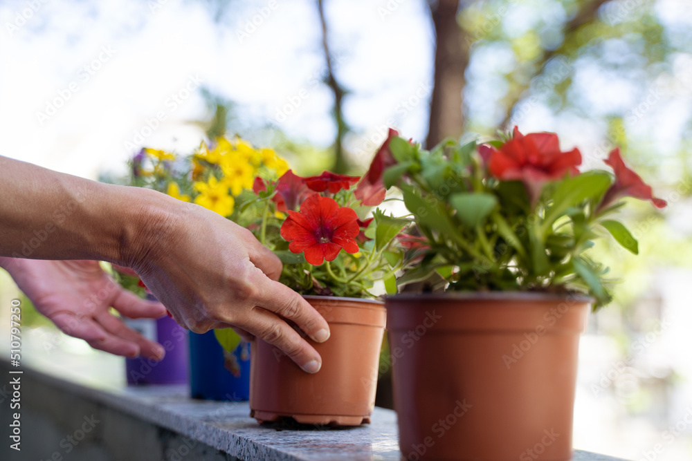 woman hands arranging flower pots on the balcony