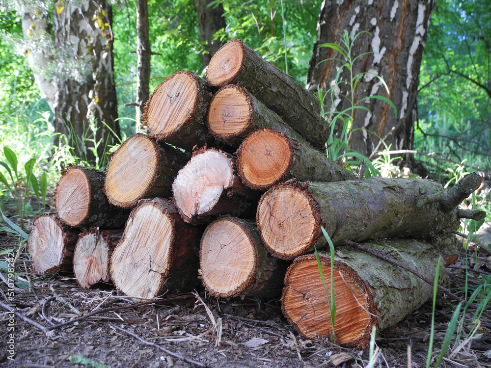 Firewood of fruit tree roughly sawn with hand saw stacked on grass under birches  