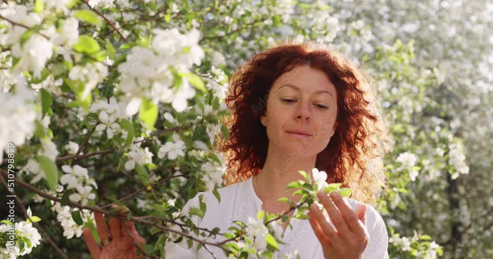 A red-haired woman in a white dress tenderly looks at the blossoming of an apple tree A red-haired woman in a white dress tenderly looks at the blossoming of an apple tree