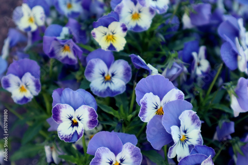 Background of soft blue shades of viola flowers blooming on a summer morning in the garden