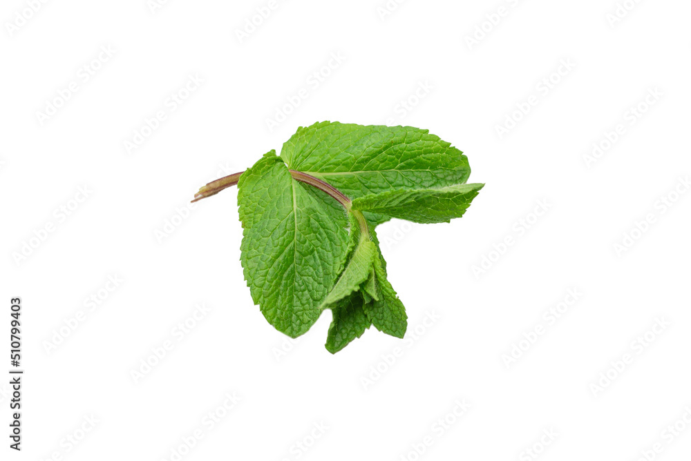 Obraz premium Fresh mint leaves isolated on white background.