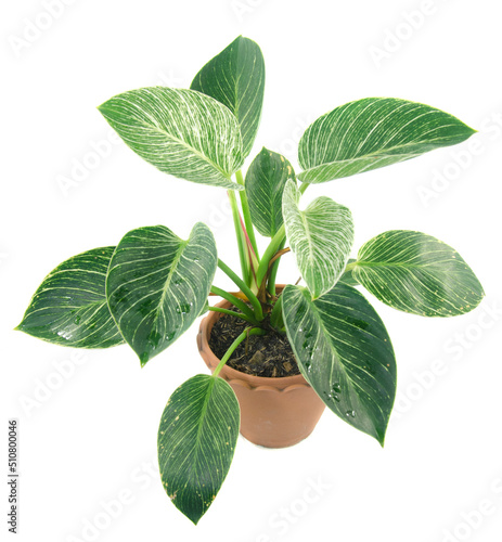 ornamental plant in pot on white background