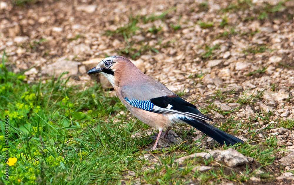 A Garrulus glandarius bird on the ground A Garrulus glandarius bird on the ground