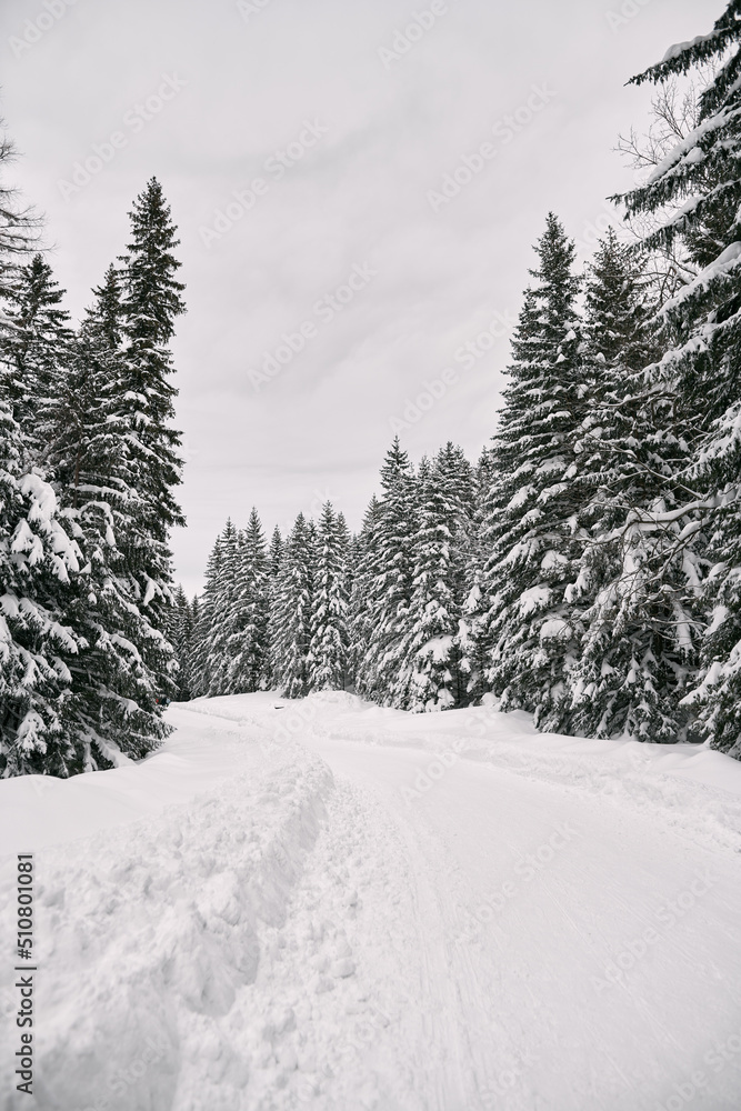 A trail in the pine wood covered with snow after heavy and severe snowfall. Snowy road in the forest at winter A trail in the pine wood covered with snow after heavy and severe snowfall. Snowy road in the forest at winter