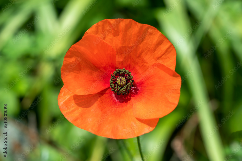 Red poppy (papaver rhoeas) a common wild garden red flower plant used in armistice remembrance day celebrations and is often called corn poppy, stock photo image Red poppy (papaver rhoeas) a common wild garden red flower plant used in armistice remembrance day celebrations and is often called corn poppy, stock photo image
