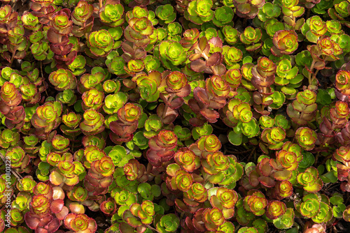 Photos Sedum spurium a summer autumn fall purple perennial flower plant commonly known