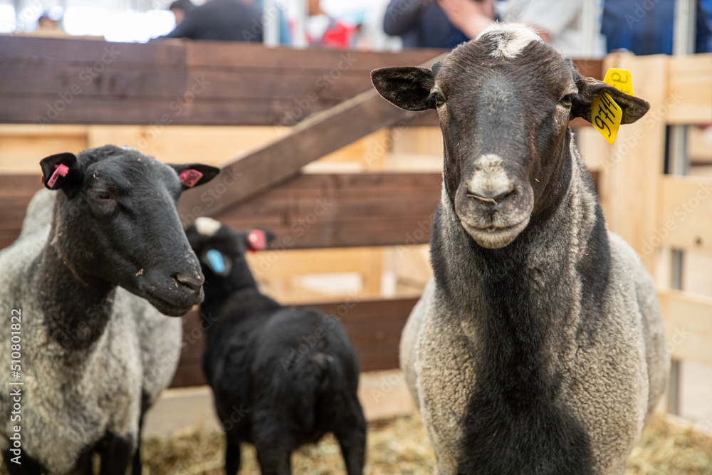 Fototapeta premium Sheep Romanovskaya breed. Coarse-haired breed of sheep of the fur coat direction of productivity. Sheep, artiodactyl mammal from the genus of rams, family of bovids. Close-up, sheep on a sheep farm