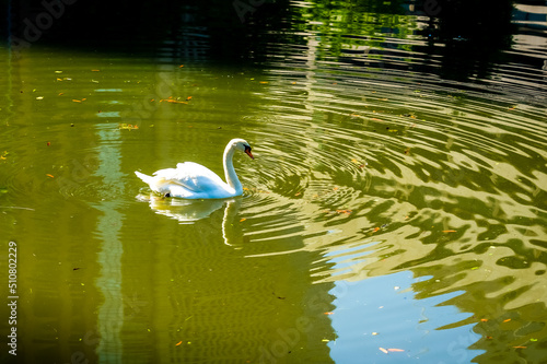 皇居のお濠で気ままに泳ぐ白鳥（東京都千代田区）