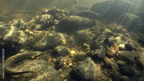 Rare underwater footage of Brook lamprey (Lampetra planeri) in the small creek preparing the place for spawning by removing small stones and . Beautiful sunlight, Estonia. photo