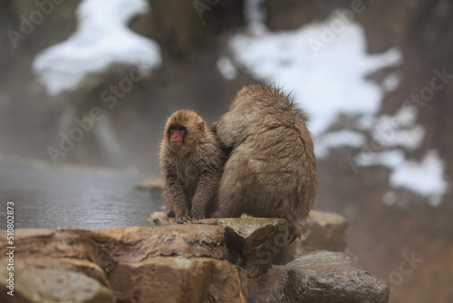 寒い冬に温泉に体を温めにやってくる猿の親子が毛繕いをしています
Parents and children of monkeys who come to the hot springs to warm their bodies in the cold winter are grooming photo