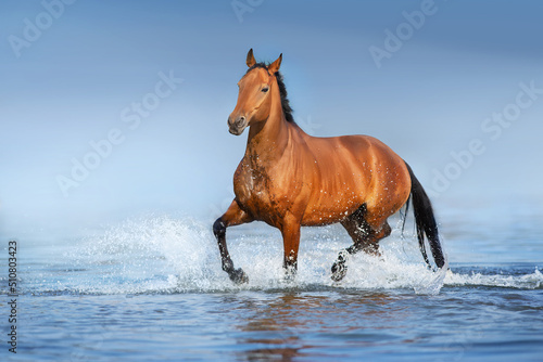 Horse free run in water