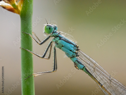 A common bluetail damselfly resting on a grass