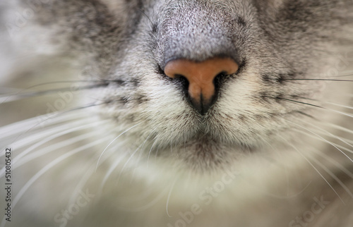 Close-up of a grey tabby cat's whiskers
