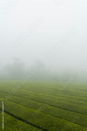 green tea field - Azores