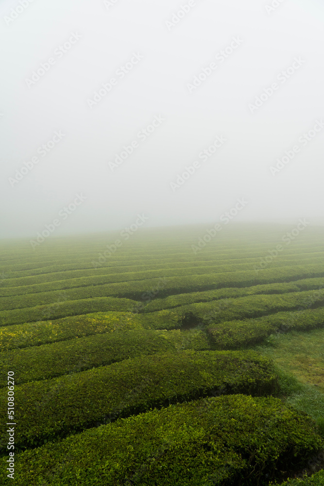 green tea plantation - Azores