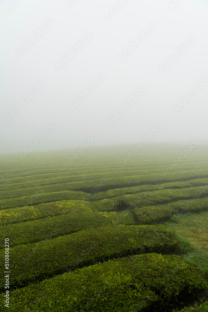 Obraz premium green tea plantation - Azores