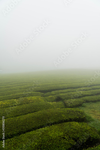 green tea plantation - Azores © Marco