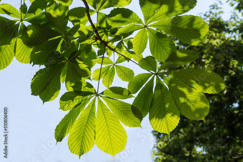 Branch of horse-chestnut against of sky and other trees