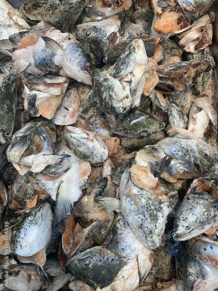 Frozen
salmon head fish products are sold in supermarkets in Vietnam Frozen
salmon head fish products are sold in supermarkets in Vietnam