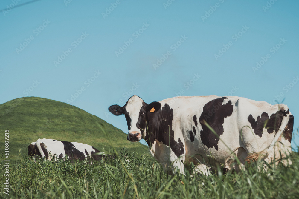cows in the field - Azores