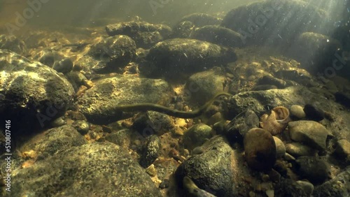 Rare underwater footage of Brook lamprey (Lampetra planeri) in the small river. Beautiful sunlight, Estonia. photo