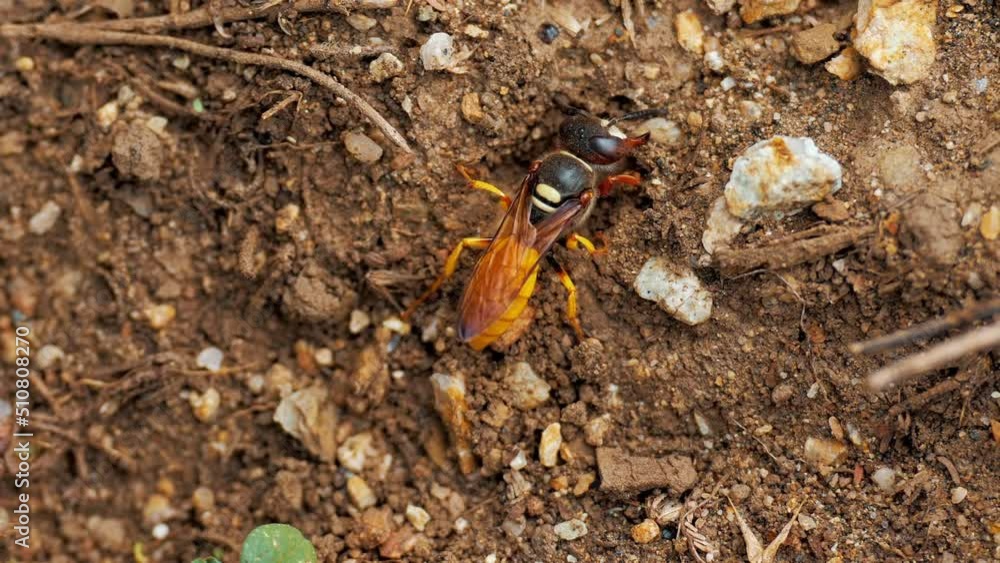 Jacket yellow wasp digs a hole in the road, throwing sand aside. Macro view of insects in wildlife Mud Dauber Wasp flying into a Hall to gathering mud for building nest, close up macro from up Jacket yellow wasp digs a hole in the road, throwing sand aside. Macro view of insects in wildlife Mud Dauber Wasp flying into a Hall to gathering mud for building nest, close up macro from up