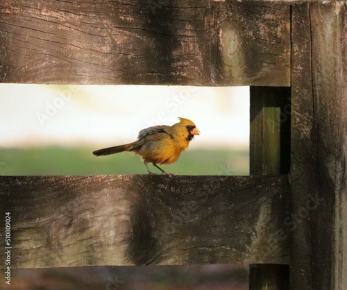 One in a Million Rare Yellow Male Cardinal photo