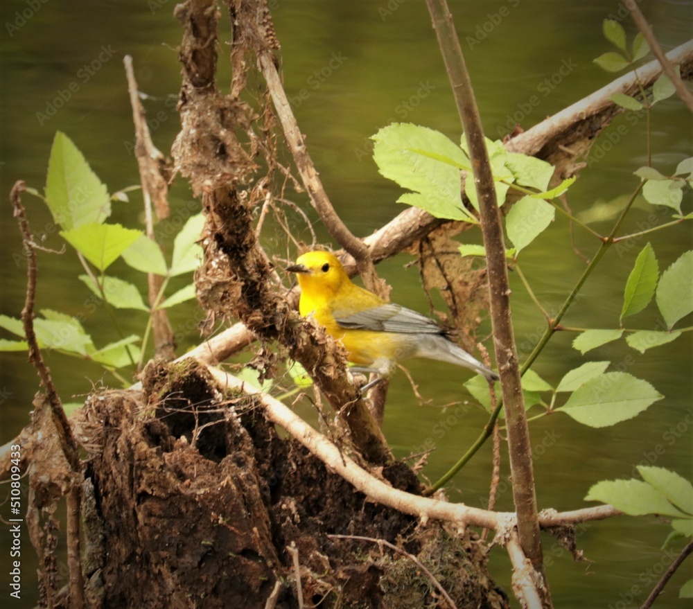 Bright Spot in Any Day Prothonatry Warbler Bright Spot in Any Day Prothonatry Warbler