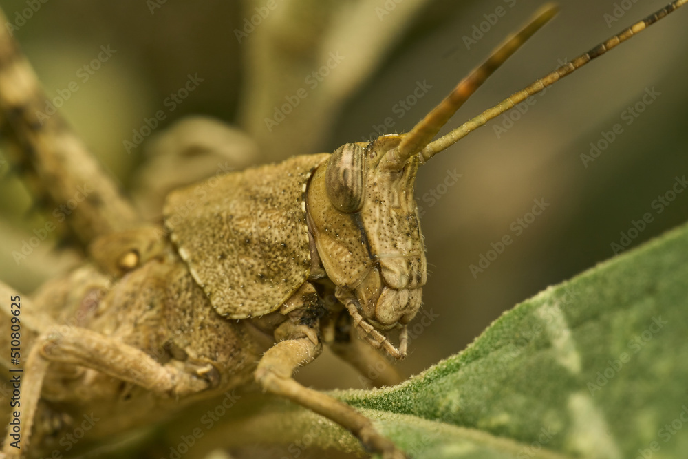 Many details of a brown grasshopper on green grass Many details of a brown grasshopper on green grass