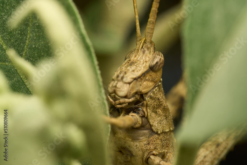 Many details of a brown grasshopper on green grass