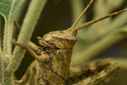 Many details of a brown grasshopper on green grass