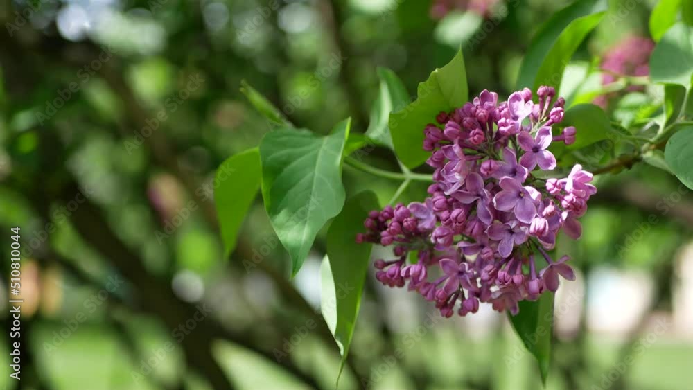 A branch of lilac against the background of multi-colored blurry highlights. Spring landscape - lilacs, a kaleidoscope of color and light. A branch of lilac against the background of multi-colored blurry highlights. Spring landscape - lilacs, a kaleidoscope of color and light.