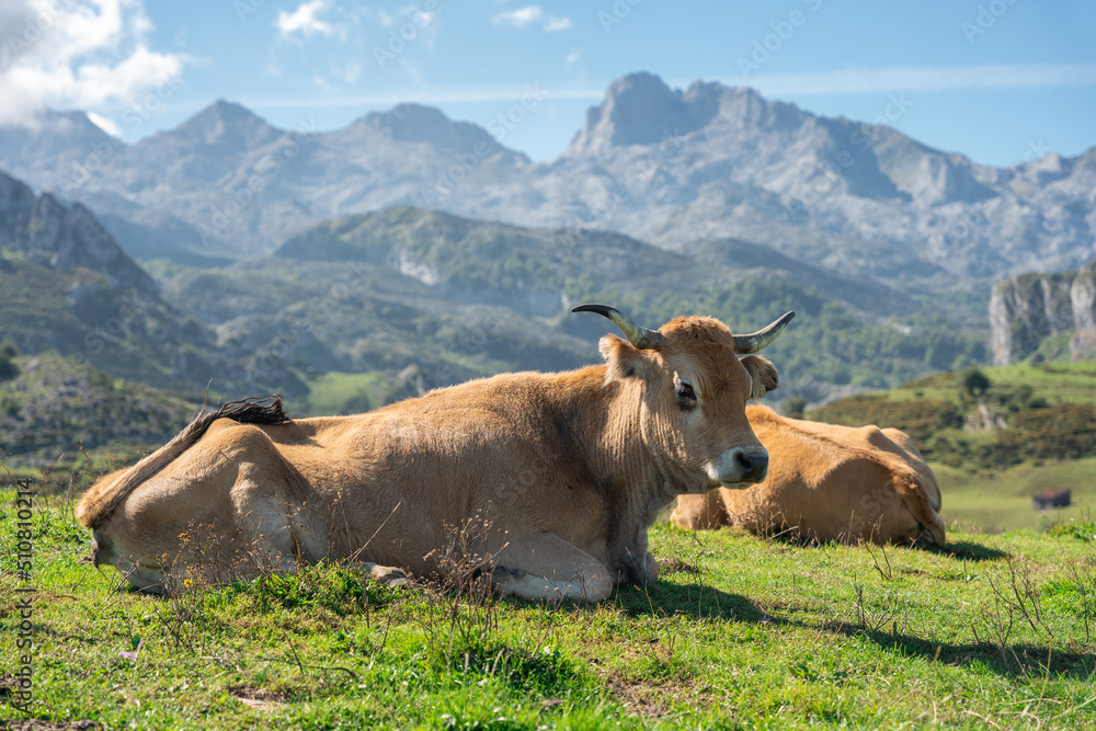 blonde cows resting in the green field with the mountains in the background