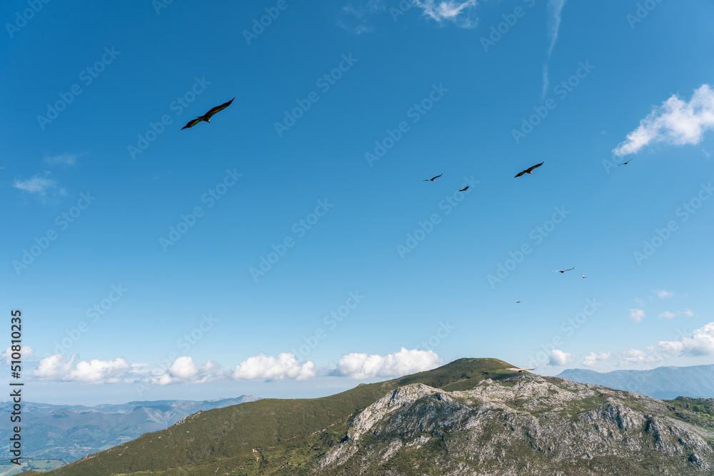 vultures flying near a mountain vultures flying near a mountain
