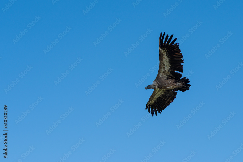 Fototapeta premium griffon vulture flying open-winged in a cloudless blue sky