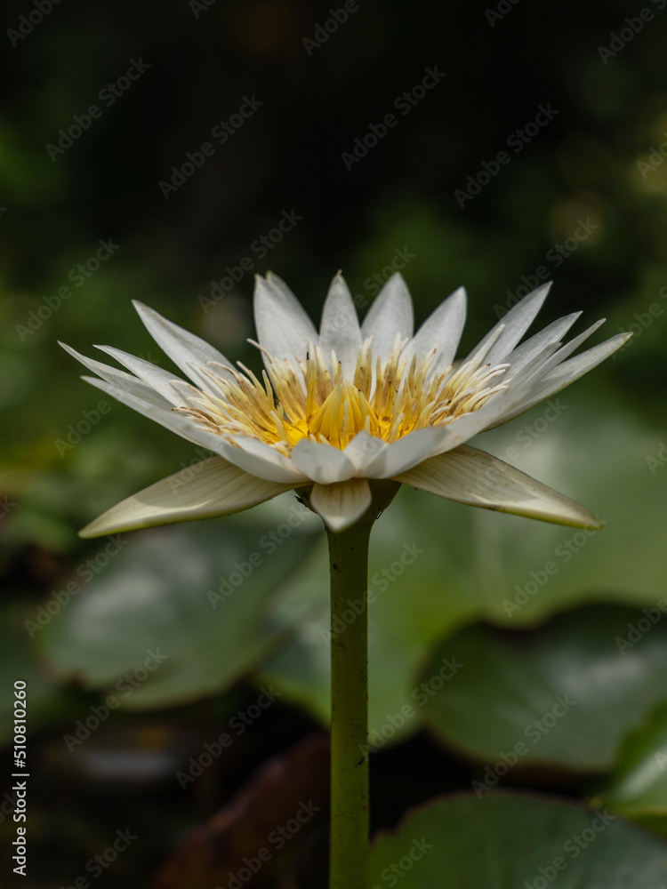 Closeup view of bright white tropical water lily flower with golden yellow stamens blooming outdoors in sunlight isolated on dark natural background Closeup view of bright white tropical water lily flower with golden yellow stamens blooming outdoors in sunlight isolated on dark natural background