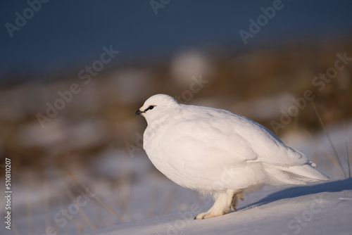 white dove on the snow