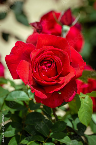 red rose in garden