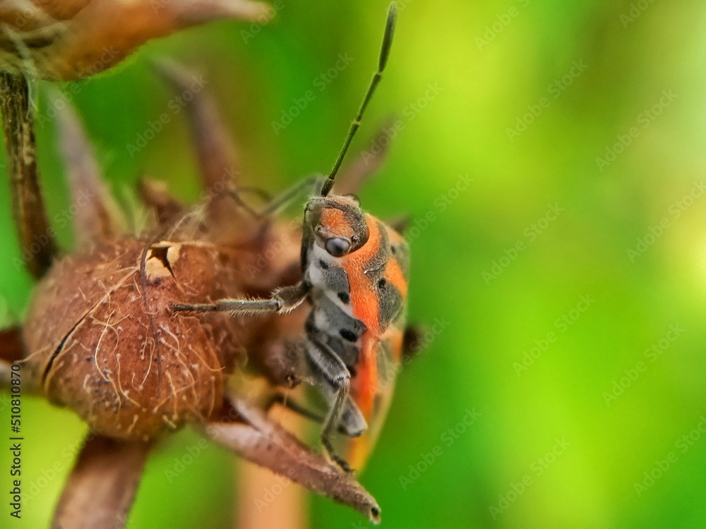 Fototapeta premium assassin beetle