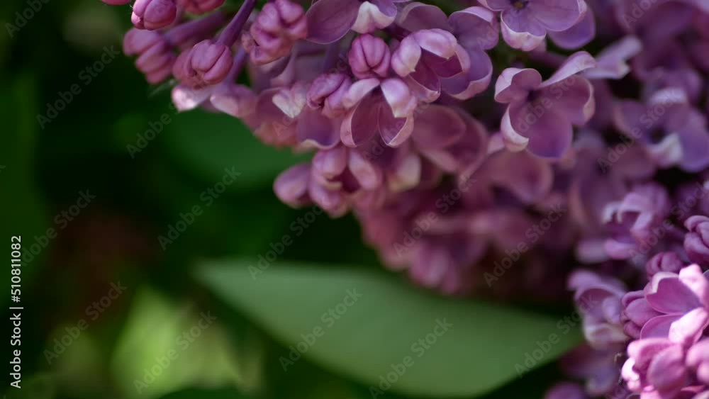 A branch of lilac against the background of multi-colored blurry highlights. Spring landscape - lilacs, a kaleidoscope of color and light. A branch of lilac against the background of multi-colored blurry highlights. Spring landscape - lilacs, a kaleidoscope of color and light.