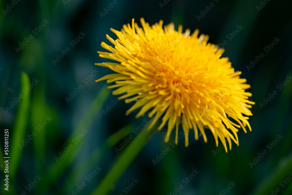 Composite flower head of dandelion (Taraxacum) with bright yellow florets and petals. Macro close up with selective focus on a sunny spring day in a forest in Iserlohn Sauerland Germany.