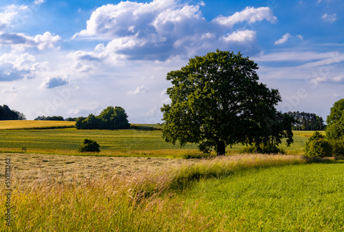 Solitary big old Oak Tree (Quercus) in the midst of fields and meadows near Menden Oesbern and Arnsberg, a rural agricultural region. Summer panorama on a blue sky day in Sauerland Germany.  photo