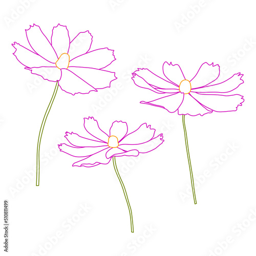 Set of cosmos flower branch vector simple illustration isolated on white background. Outline hand drawn colored version. Floral vector for childrens illustration  summer design.