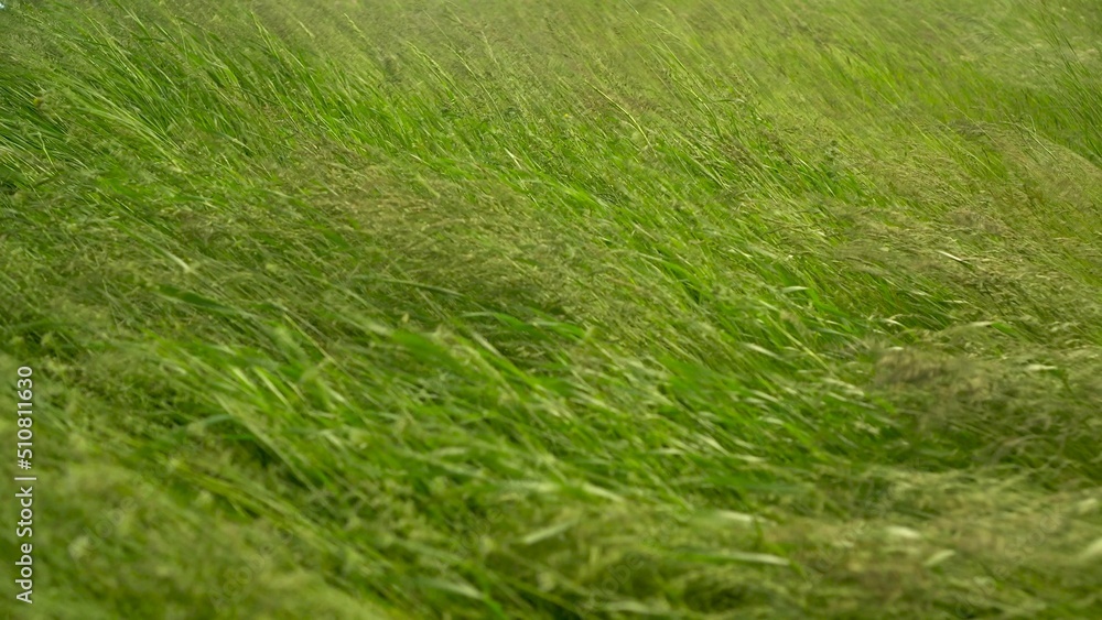 Green grass sways in the wind. Green field of grass.