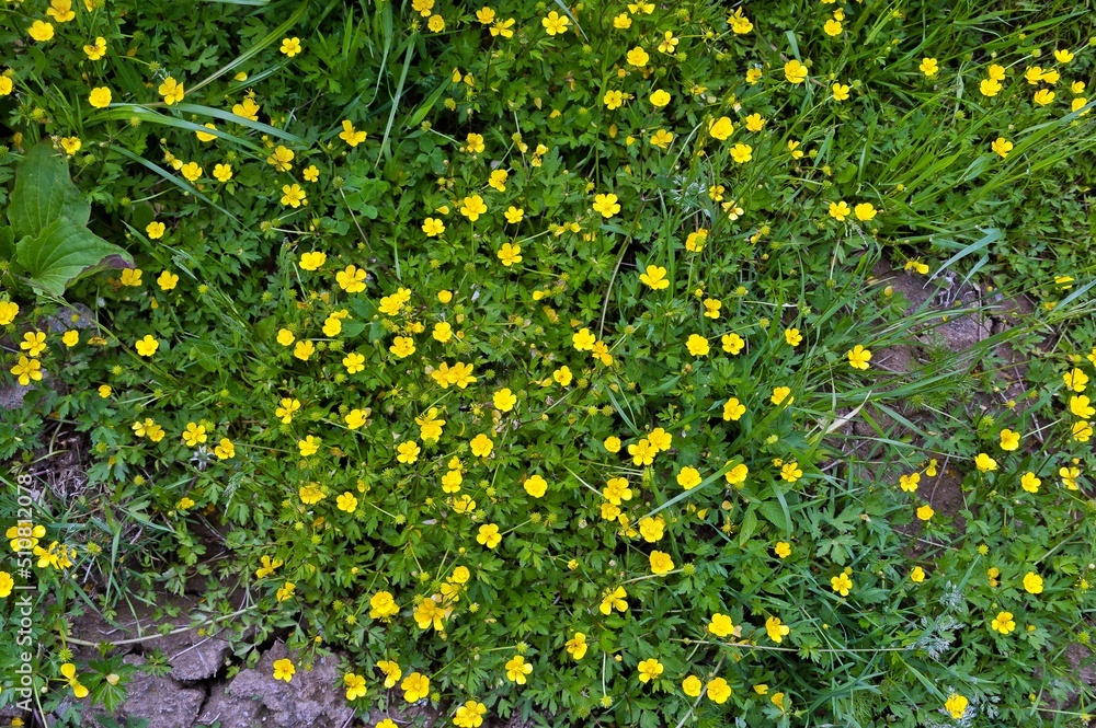Buttercup creeping - a plant of the Buttercup family, a species of the genus Buttercup, native to Europe,