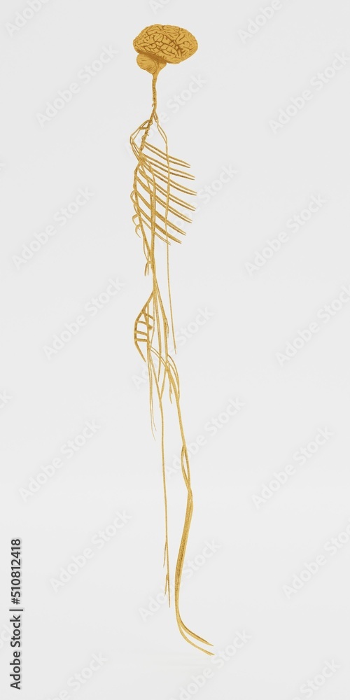 Realistic 3D Render of Nervous System Realistic 3D Render of Nervous System